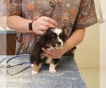 Small Photo #10 Aussie-Corgi Puppy For Sale in BRIGGSDALE, CO, USA
