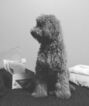 Small Photo #14 Goldendoodle Puppy For Sale in WOLCOTT, IN, USA
