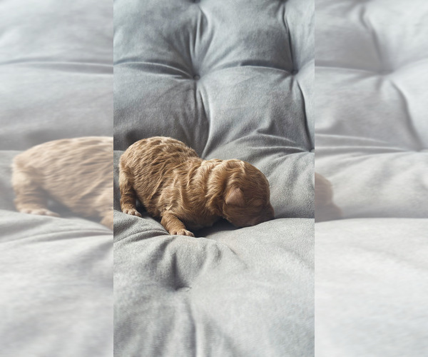 Medium Photo #9 Poodle (Toy) Puppy For Sale in BRONX, NY, USA