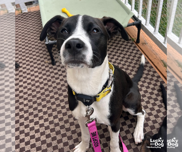 Medium Photo #12 Labrador Retriever-Unknown Mix Puppy For Sale in Washington, DC, USA