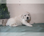 Small #2 English Cream Golden Retriever