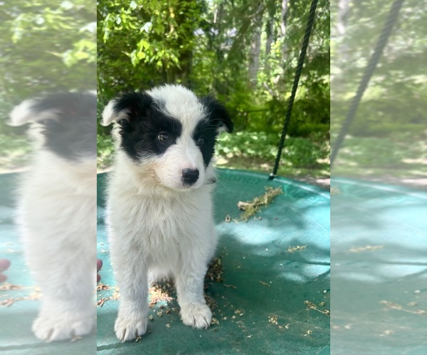 Medium Photo #2 Border-Aussie Puppy For Sale in ENUMCLAW, WA, USA