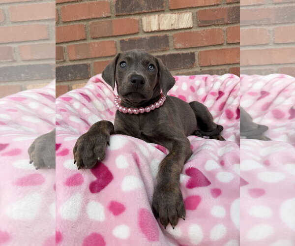 Medium Photo #5 Mutt Puppy For Sale in Goodyear, AZ, USA