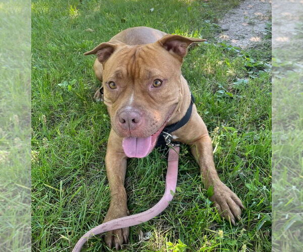 Medium Photo #3 American Staffordshire Terrier Puppy For Sale in Lawrenceville, NJ, USA