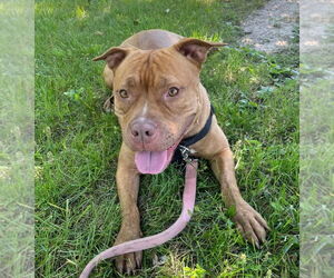 Fiona - Female American Staffordshire Terrier Dog for Adoption - Photo #3
