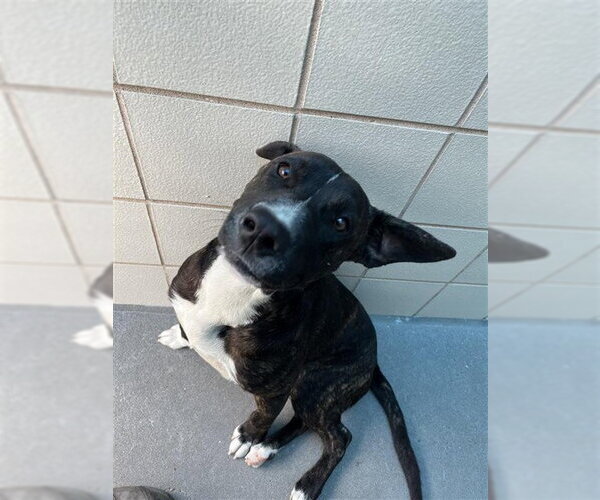 Medium Photo #1 American Pit Bull Terrier-Unknown Mix Puppy For Sale in Corpus Christi, TX, USA