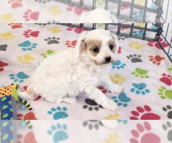 Medium Photo #4 Cavapoo (Miniature)-Poodle (Toy) Mix Puppy For Sale in ORO VALLEY, AZ, USA