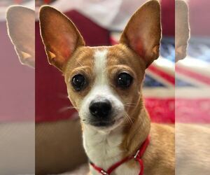 Beagle-Chihuahua Mix Dogs for adoption in San Francisco, CA, USA
