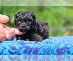 Poodle (Toy) Puppy for sale in DYERSBURG, TN, USA