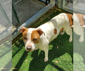 Labrador Retriever-Unknown Mix Dogs for adoption in Elmsford, NY, USA