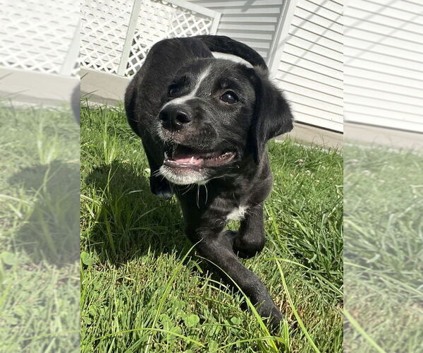 Medium Photo #2 Labrador Retriever-Unknown Mix Puppy For Sale in Aurora, IN, USA