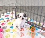 Small #12 Havapoo