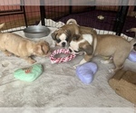 Small Photo #5 Frenchie Pug Puppy For Sale in BLOOMINGTON, IL, USA