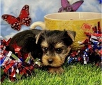 Small #6 Yorkshire Terrier