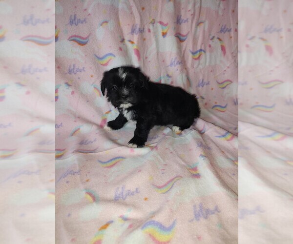Medium Photo #4 Morkie Puppy For Sale in LAPEER, MI, USA