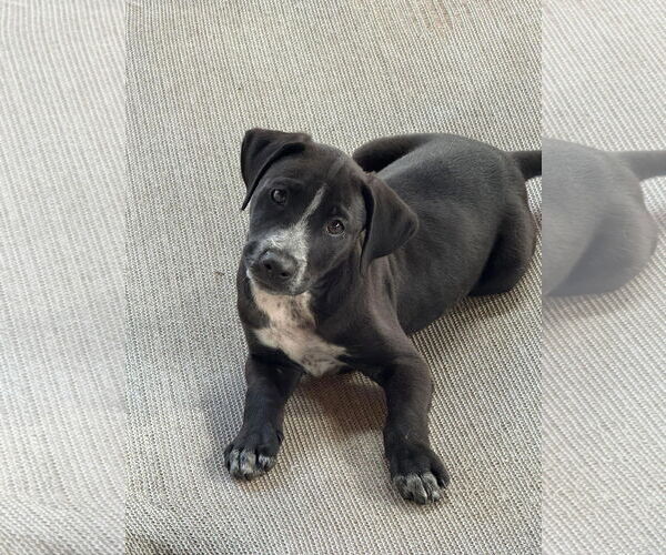 Medium Photo #2 Labsky Puppy For Sale in Virginia Beach, VA, USA