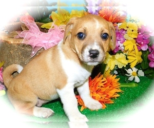 Jack Russell Terrier-Unknown Mix Puppy for sale in HAMMOND, IN, USA