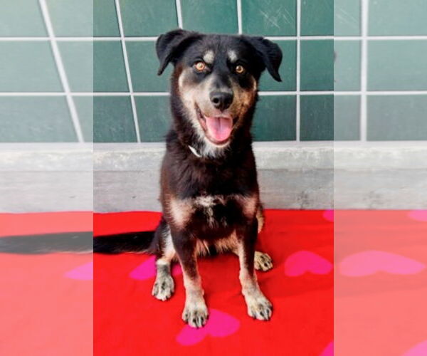 Medium Photo #2 Aussiedor Puppy For Sale in Newport Beach, CA, USA