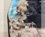 Small Photo #26 Shorkie Tzu-Zuchon Mix Puppy For Sale in COWARD, SC, USA
