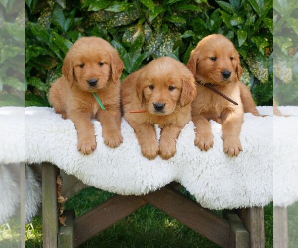 Medium Photo #2 Golden Retriever Puppy For Sale in NEW HOLLAND, PA, USA