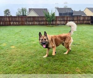 German Shepherd Dog Dogs for adoption in Mt. Airy, MD, USA