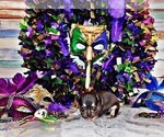 Small #9 Chihuahua