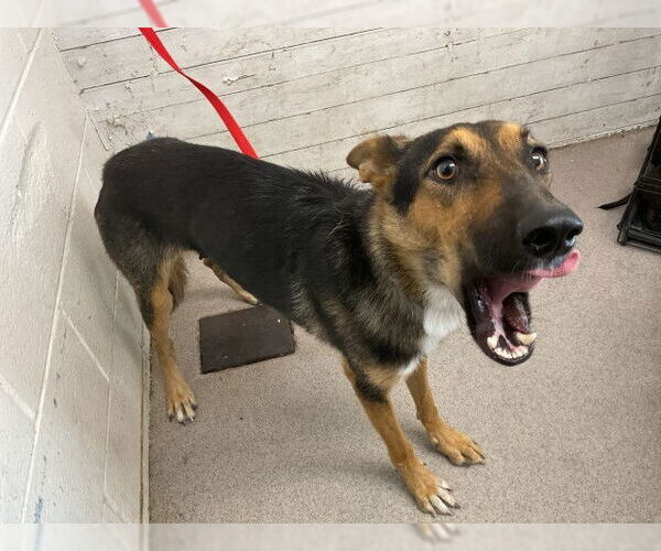 Medium Photo #1 German Shepherd Dog Puppy For Sale in San Bernardino, CA, USA