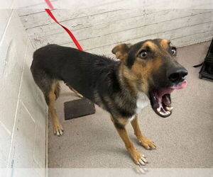 German Shepherd Dog Dogs for adoption in San Bernardino, CA, USA