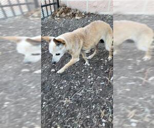 Chihuahua-Unknown Mix Dogs for adoption in San Antonio, TX, USA