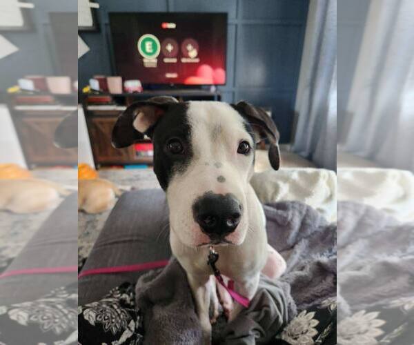 Medium Photo #3 Mutt Puppy For Sale in Catasauqua, PA, USA