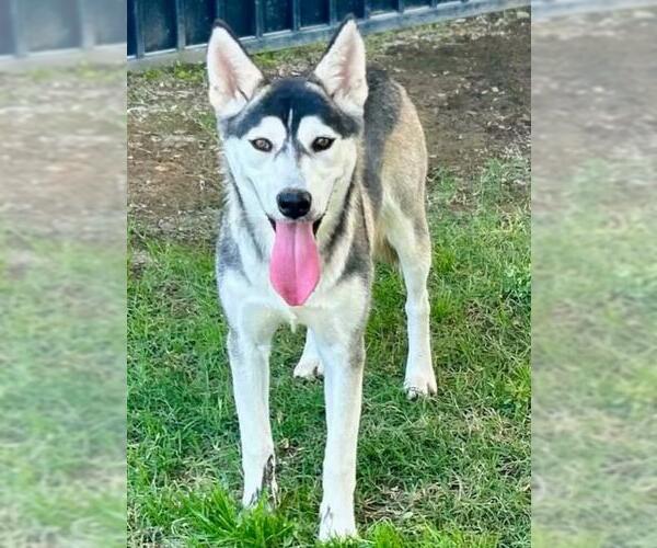 Medium Photo #2 Siberian Husky-Unknown Mix Puppy For Sale in Riverside, CA, USA