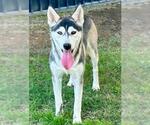 Small #1 Siberian Husky Mix