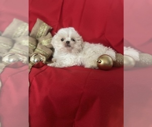 Bichon Frise-Shih-Poo Mix Puppy for sale in INDIANAPOLIS, IN, USA