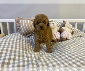 Poodle (Miniature) Puppy for sale in REDLANDS, CA, USA