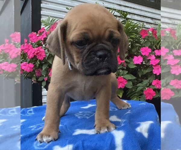 Medium Photo #12 Puggle Puppy For Sale in ELKTON, VA, USA