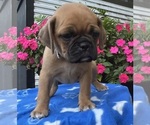 Small #11 Puggle