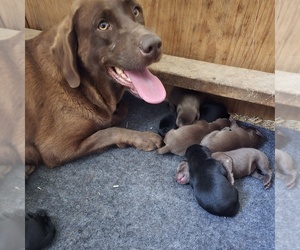 Mother of the Labrador Retriever puppies born on 05/22/2025