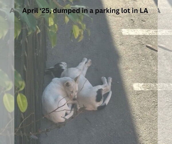 Medium Photo #5 Unknown-white german shepherd Mix Puppy For Sale in Newport Beach, CA, USA