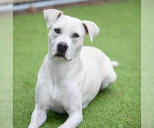 American Pit Bull Terrier Dogs for adoption in Camarillo, CA, USA