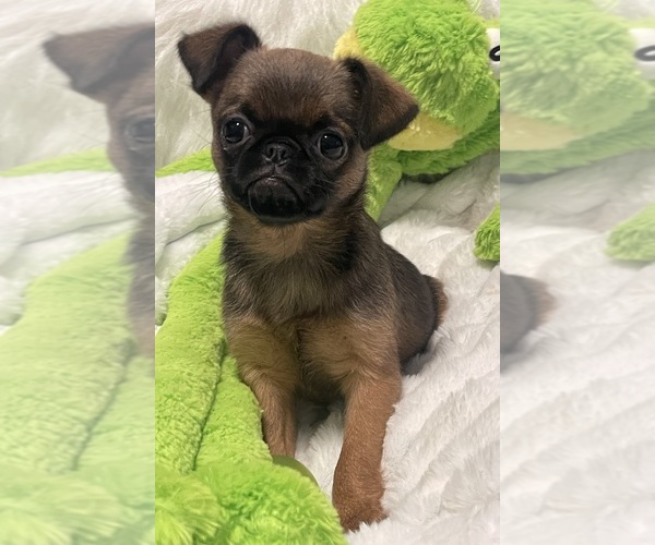 Medium Photo #7 Brussels Griffon Puppy For Sale in LEXINGTON, VA, USA