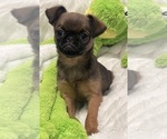 Small Photo #7 Brussels Griffon Puppy For Sale in LEXINGTON, VA, USA