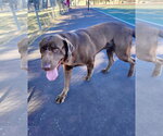 Small #1 Labrador Retriever