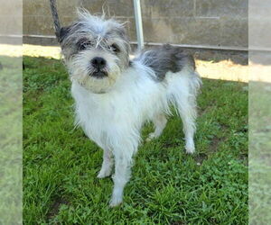 Mutt Dogs for adoption in Long Beach, CA, USA