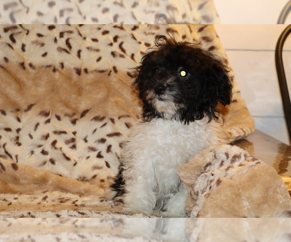 Medium Photo #8 Goldendoodle (Miniature) Puppy For Sale in DYERSBURG, TN, USA