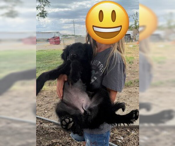 Medium Photo #5 Poodle (Standard)-Unknown Mix Puppy For Sale in Sandy, UT, USA