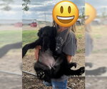 Small #4 Poodle (Standard) Mix