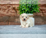 Puppy Delta Maltipoo