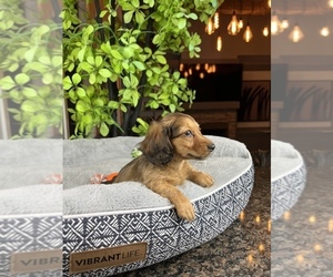 Dachshund Puppy for sale in FRANKLIN, IN, USA
