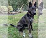 Small Photo #7 Australian Shepherd-German Shepherd Dog Mix Puppy For Sale in Corona, CA, USA