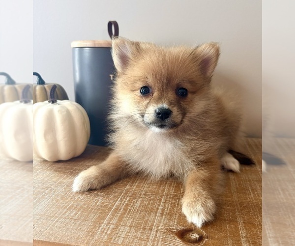 Medium Photo #4 Pomeranian Puppy For Sale in INDIANAPOLIS, IN, USA